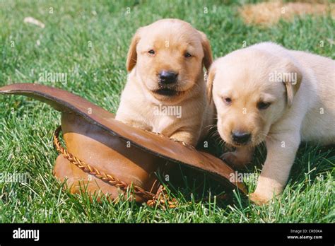 labrador retriever puppies pennsylvania.